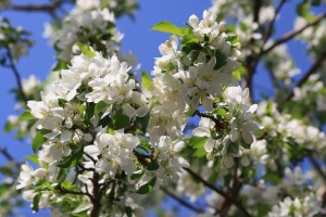 Spring Crabapple Blossoms - White - Free High Resolution Photo