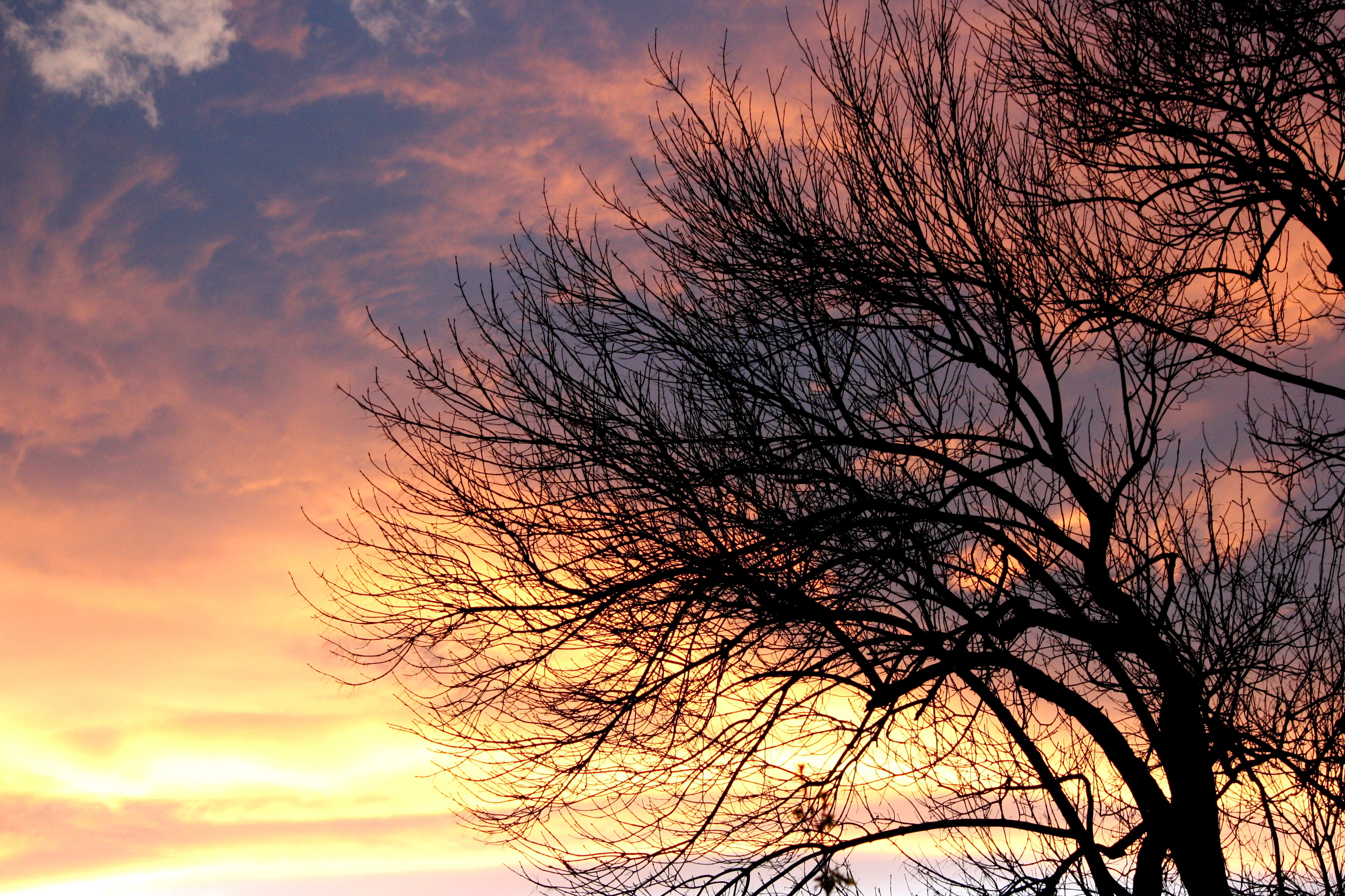 Sunset Clouds and Leafless Tree Picture | Free Photograph | Photos Public  Domain