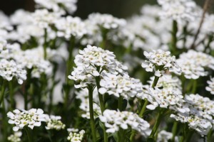 Sweet Alyssum White Flowers - Free High Resolution Photo