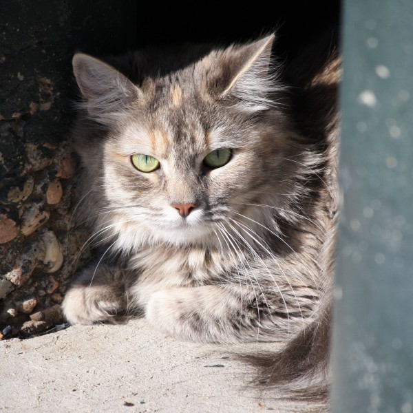 Tabby Cat with Long Fur - Free High Resolution Photo