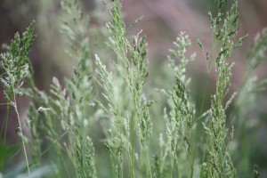 Tall Spring Grass Gone to Seed - Free High Resolution Photo