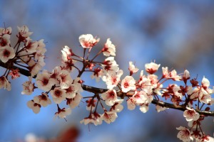 Tiny White Blossoms - Free High Resolution Photo