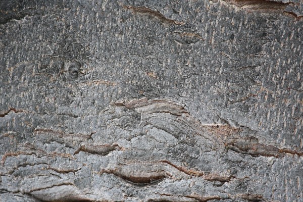 Tree Bark Close Up Texture - Free High Resolution Photo