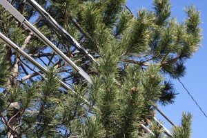 Tree Branches Near Power Lines - Free High Resolution Photo