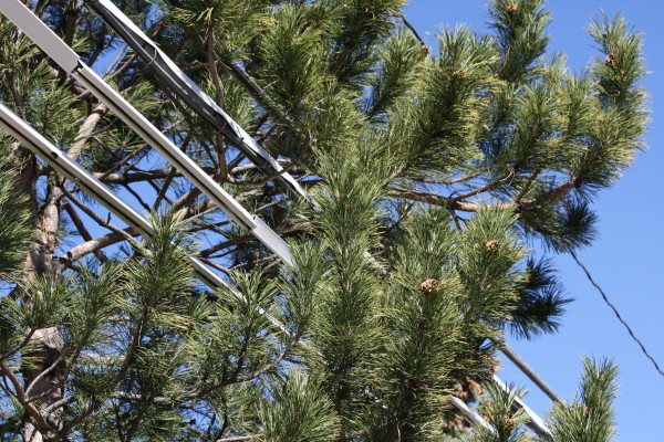 Tree Branches Near Power Lines - Free High Resolution Photo