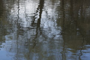 Tree Reflections in River Water - Free High Resolution Photo