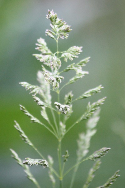 Tuft of Grass Gone to Seed - Free High Resolution Photo