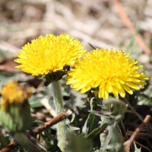 Two Dandelion Flowers - Free high resolution photo