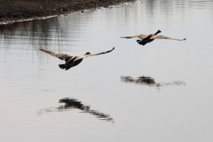 Two Geese Flying Low Over Water - Free High Resolution Photo
