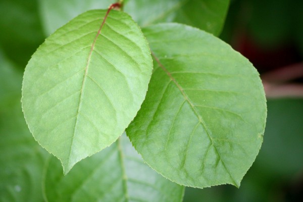 Two Green Leaves - Free High Resolution Photo