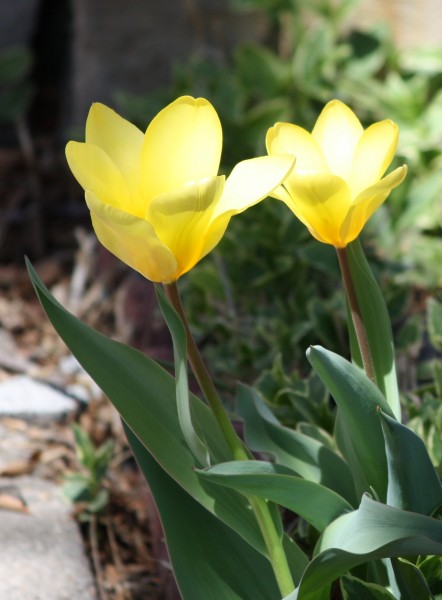 Two Yellow Tulips - Free High Resolution Photo