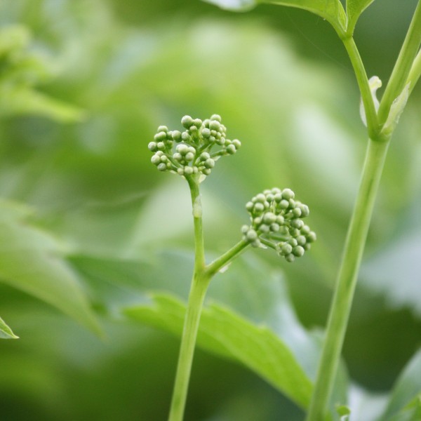 Virginia Creeper Flower Buds Close Up - Free High Resolution Photo