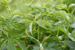 Virginia Creeper Vine Leaves and Flower Buds - Free High Resolution Photo