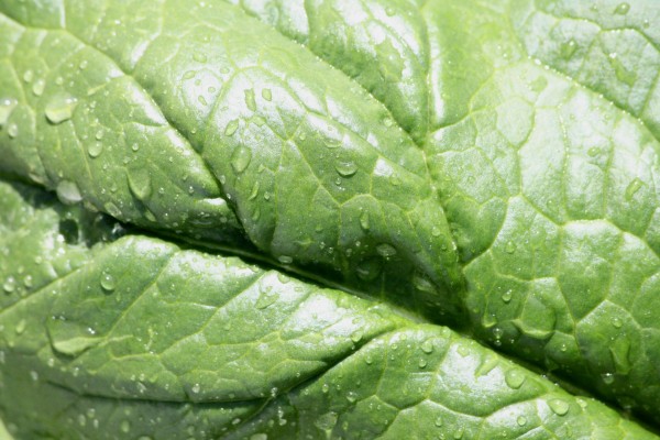 Water Drops on Leaf Texture - Free High Resolution Photo