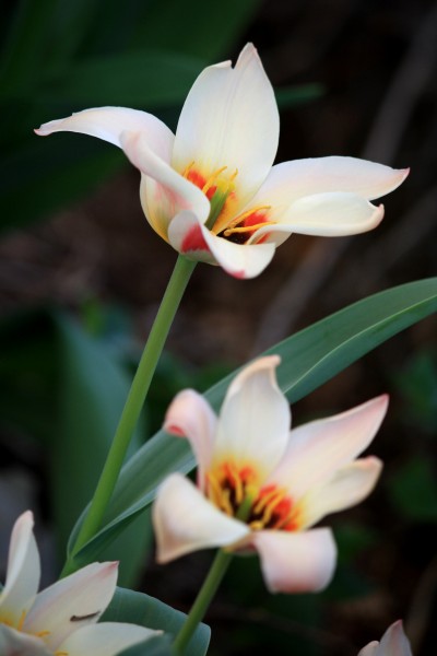 Water Lily Tulip with Open Petals - Free High Resolution Photo