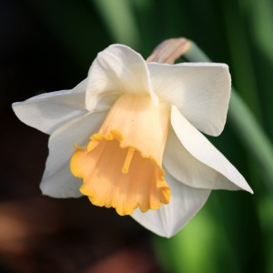 White and Yellow Daffodil - Las Vegas Variety - Free High Resolution Photo