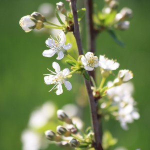 White Blossoms Close Up - Free High Resolution Photo