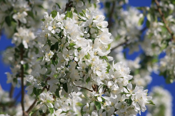 White Blossoms on Crabapple Tree - Free High Resolution Photo