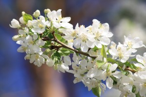 White Crabapple Blossoms - Free high resolution photo