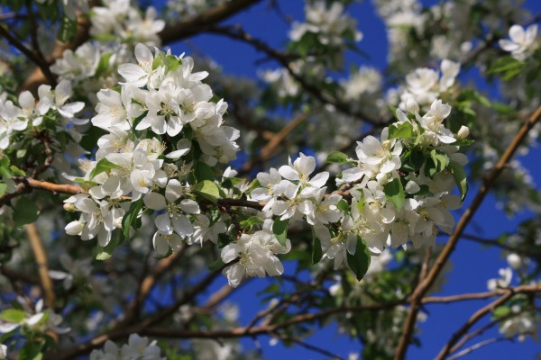 White Flowers on Crabapple Tree - Free High Resolution Photo