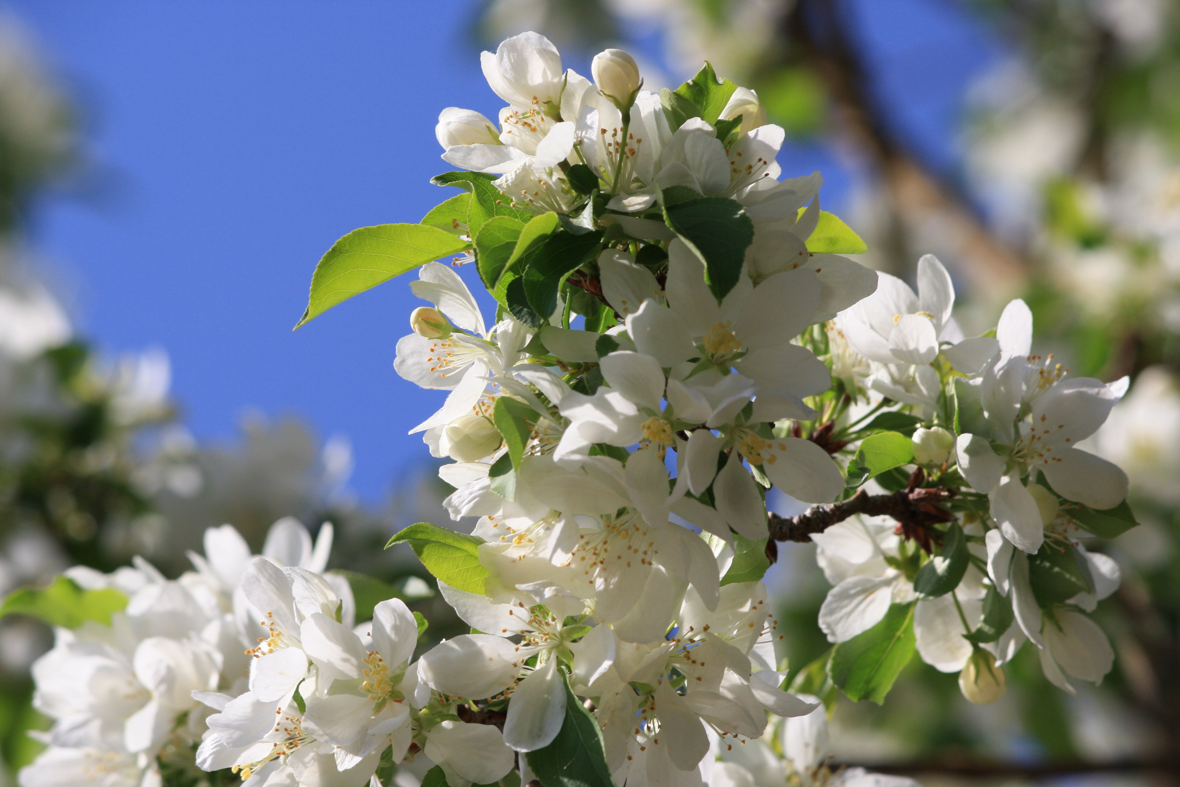 White spring