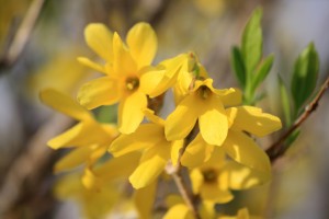 Yellow Forsythia Flowers - Free High Resolution Photo