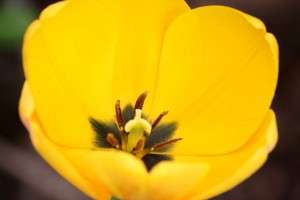 Yellow Tulip Close Up - Free High Resolution Photo