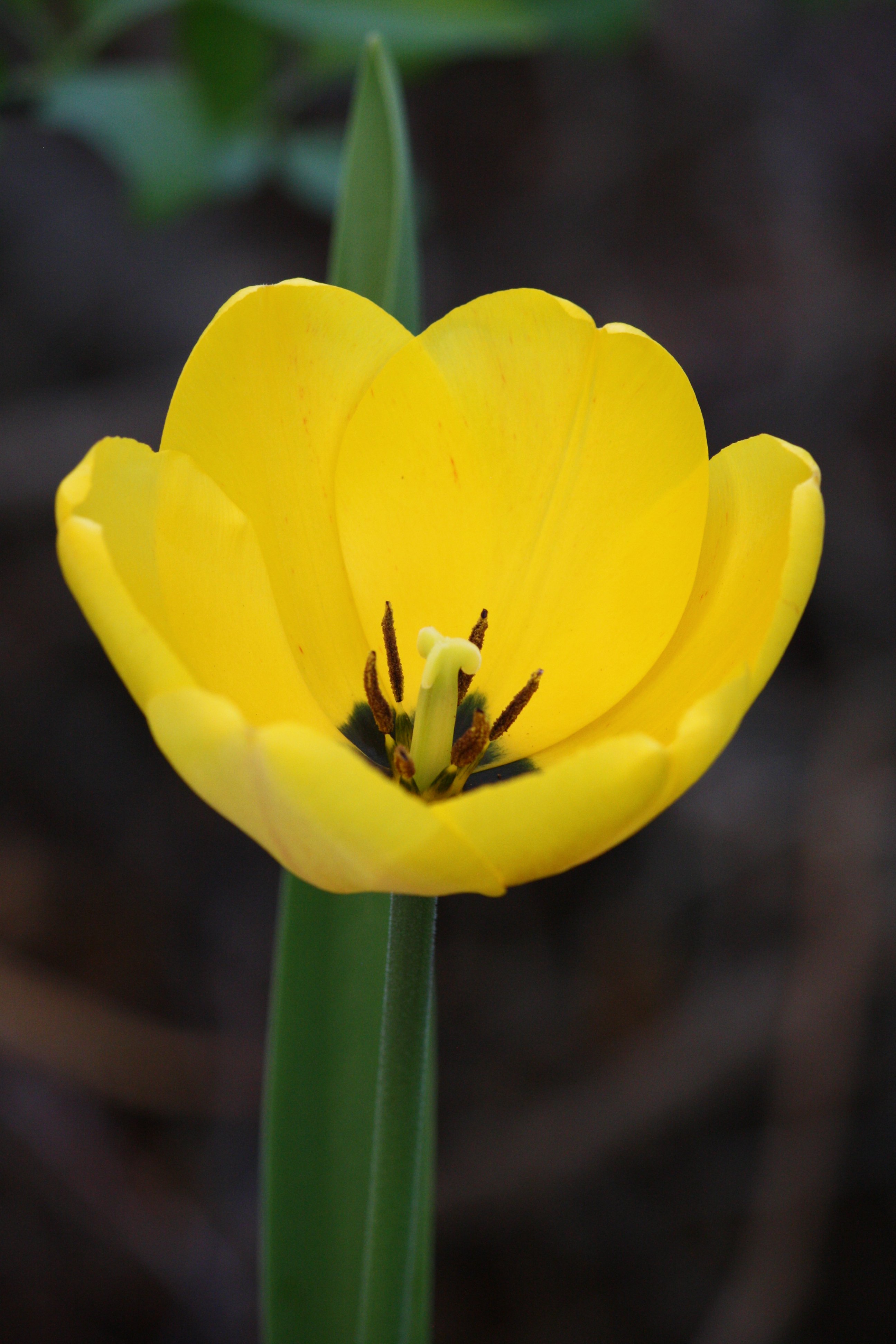 Yellow Tulip Picture | Free Photograph | Photos Public Domain