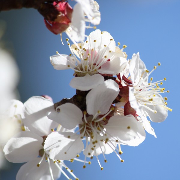 Apricot Blossoms Close Up - Free High Resolution Photo