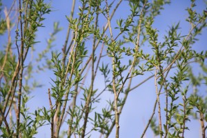 Branches Covered with Spring Leaves against Blue Sky - Free High Resolution Photo