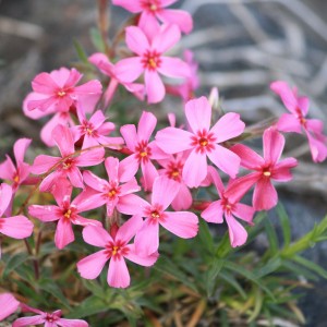 Creeping Phlox Pink Flowers - Free High Resolution Photo