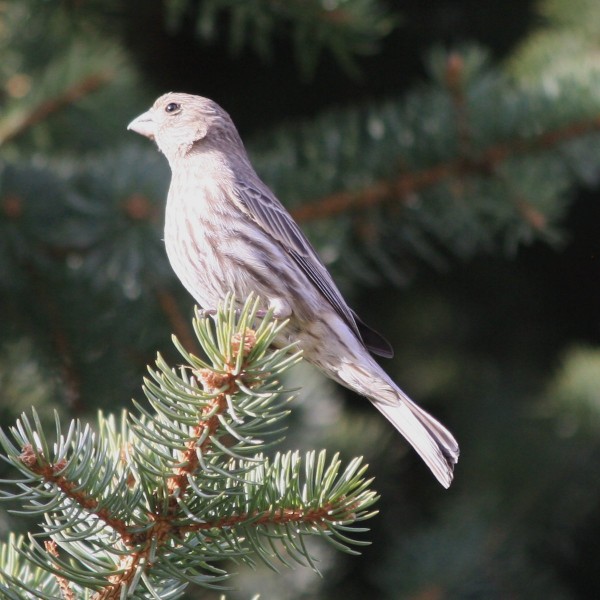 Female House Finch Bird - Free High Resolution Photo
