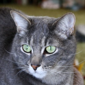 Gray Tabby Cat with Green Eyes Close Up - Free High Resolution Photo