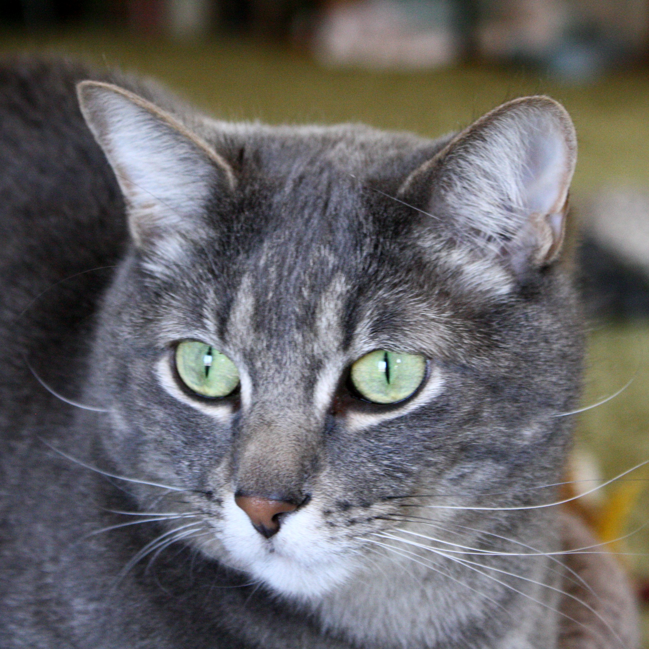 Gray Tabby Cat with Green Eyes Close Up Picture Free Photograph