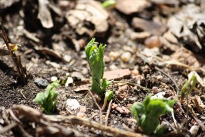 Pea Sprouts in Spring Garden - Free High Resolution Photo
