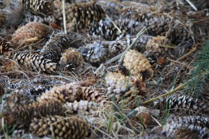 Pine Cones - free high resolution photo