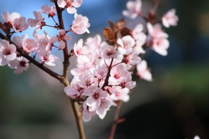 Pink Blossoms on Plum Tree - Free High Resolution Photo