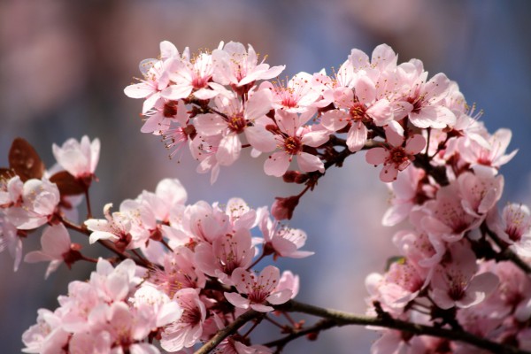 Pink Plum Blossoms - Free High Resolution Photo