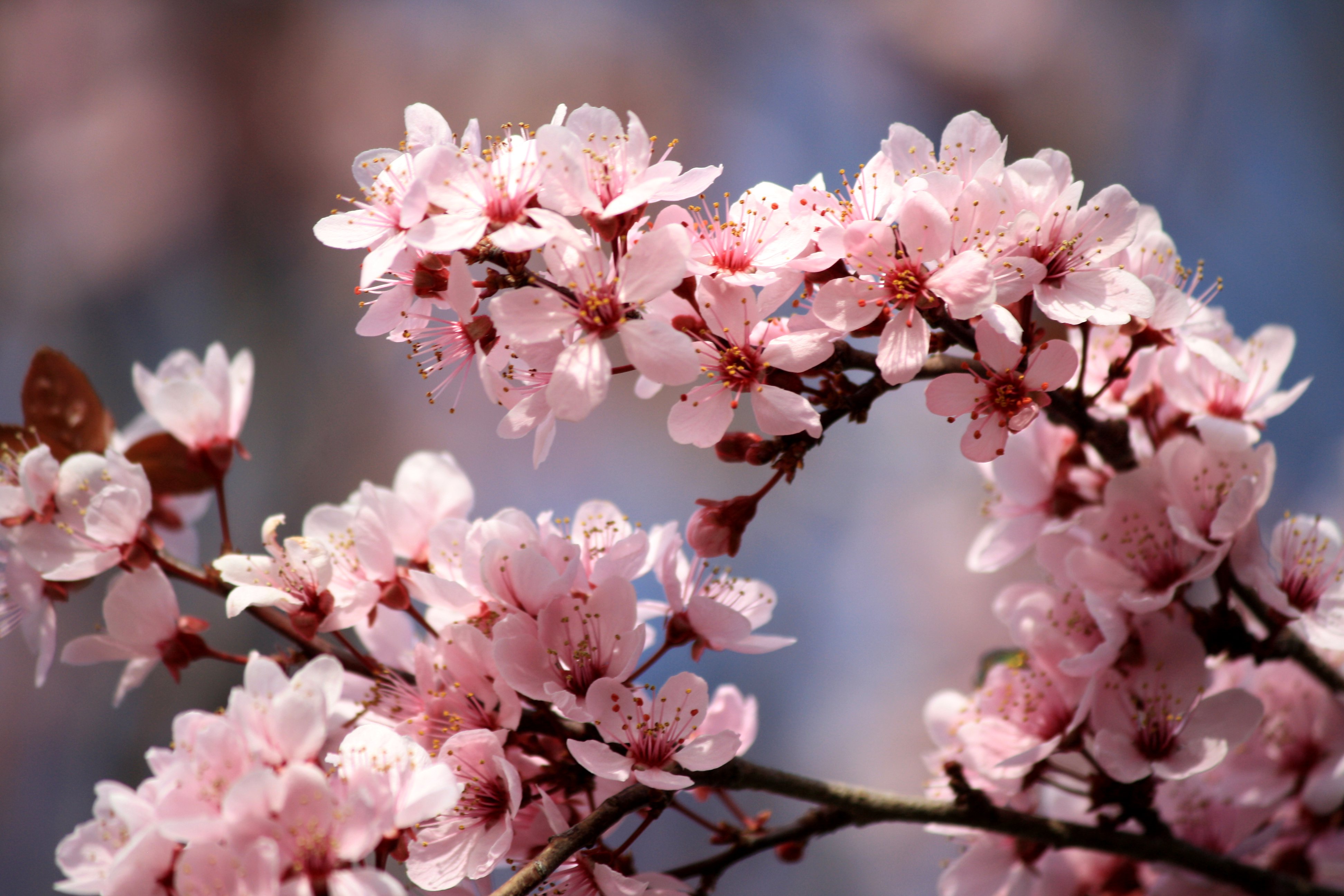 Plum Flower