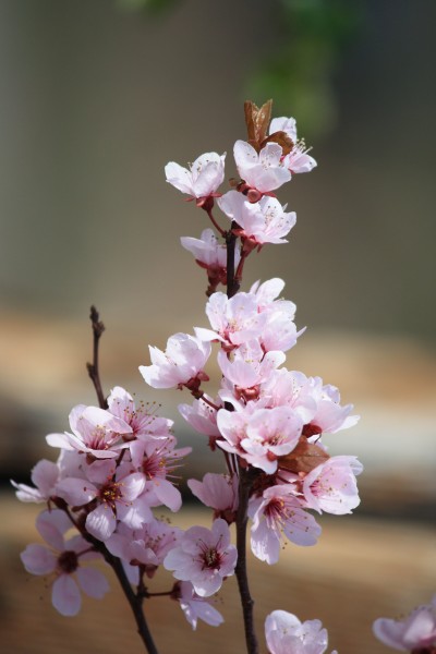 Plum Blossoms - Free High Resolution Photo