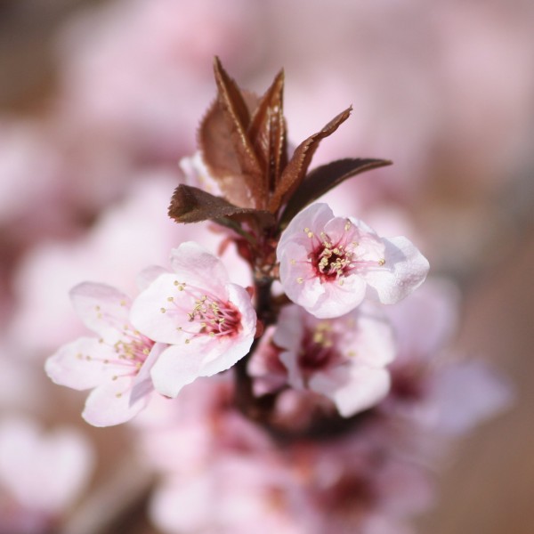 Plum Blossoms and Sprouting Leaves - Free High Resolution Photo