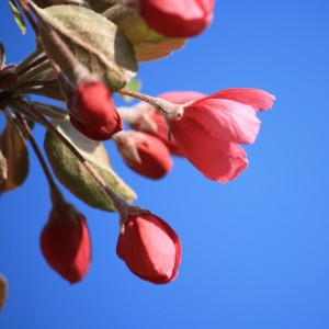 Red Flower Bud Starting to Blossom - Free High Resolution Photo