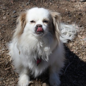 Small Dog with Tongue Sticking Out - Free High Resolution Photo
