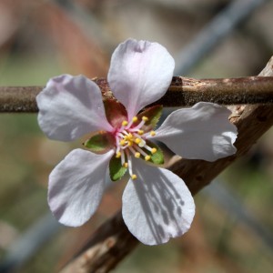 Solitary White Blossoms Close Up - Free High Resolution Photo