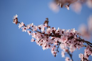 Sprig of Pink Plum Blossoms - Free High Resolution Photo