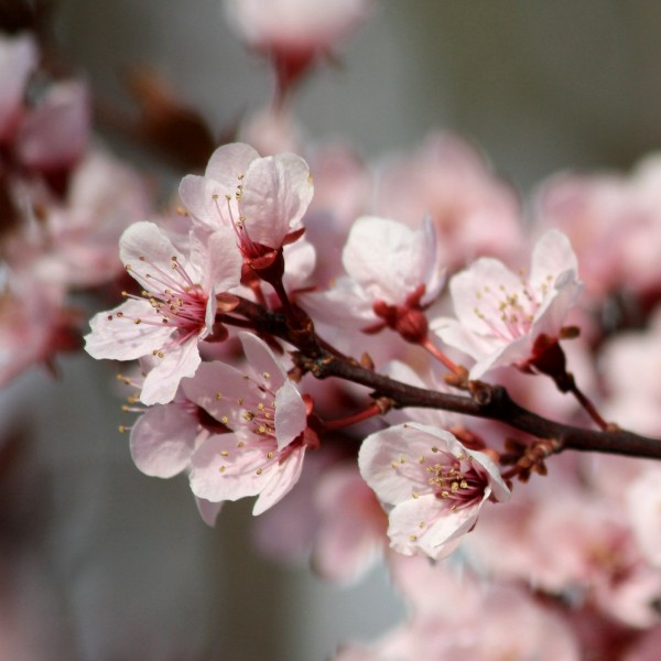 Thundercloud Plum Blossoms - Free High Resolution Photo