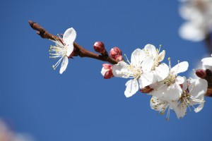 White Apricot Blossoms and Red Flower Buds - Free High Resolution Photo