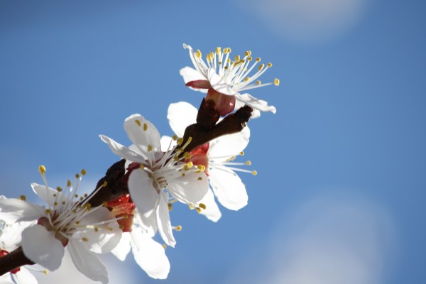 White Blossoms Against Blue Sky - Free High Resolution Photo