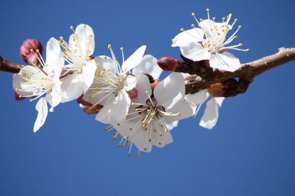 White Spring Fruit Blossoms - Free High Resolution Photo