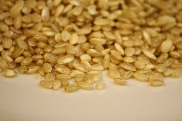 Short Grain Brown Rice - Free High Resolution Photo